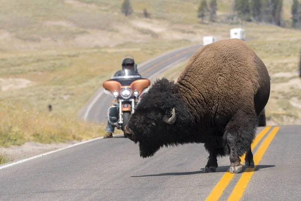 Bison Marchant Sur Les Routes Asphaltées Pierre Jaune Dans Parc — Photo