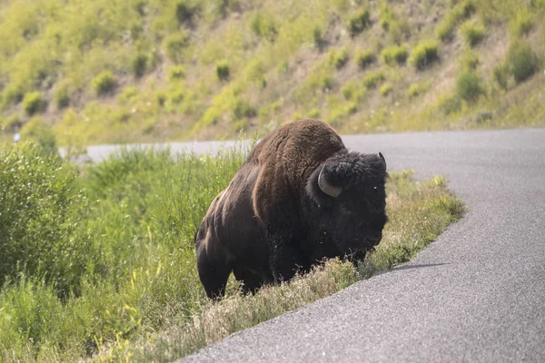 Bisonte Che Cammina Sulle Strade Asfaltate Yellowstone Nel Parco Nazionale — Foto Stock