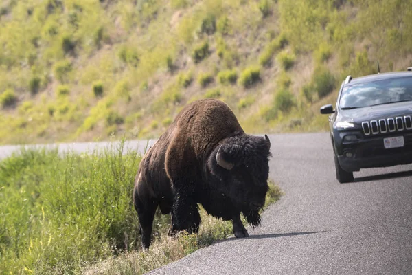 Bison Walking Yellowstone Asphalt Roads Yellowstone National Park Wyoming — Stock Photo, Image