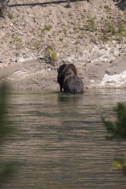 Wyoming Yellowstone Milli Parkı'nda Yellowstone Nehri'ni geçerken bizon