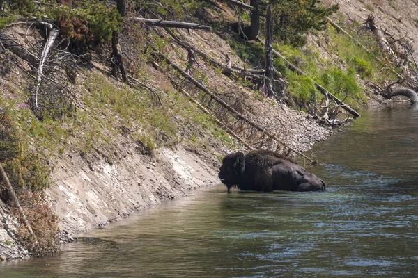 Bisonte Mientras Cruza Río Yellowstone Parque Nacional Yellowstone Wyoming — Foto de Stock