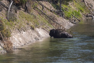 Wyoming Yellowstone Milli Parkı'nda Yellowstone Nehri'ni geçerken bizon