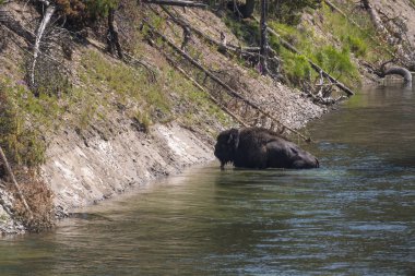 Wyoming Yellowstone Milli Parkı'nda Yellowstone Nehri'ni geçerken bizon