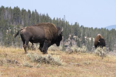 bizon Wyoming Yellowstone Milli Parkı'nda kürk değiştirmek