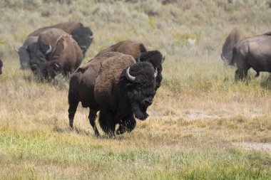 bizon Wyoming Yellowstone Milli Parkı'nda kürk değiştirmek