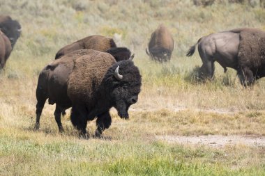 bizon Wyoming Yellowstone Milli Parkı'nda kürk değiştirmek