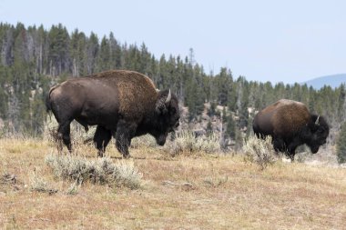 bizon Wyoming Yellowstone Milli Parkı'nda kürk değiştirmek
