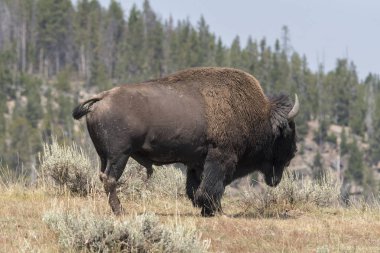 bizon Wyoming Yellowstone Milli Parkı'nda kürk değiştirmek