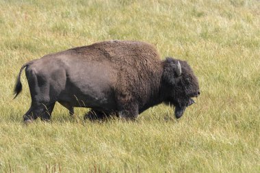 bizon Wyoming Yellowstone Milli Parkı'nda kürk değiştirmek