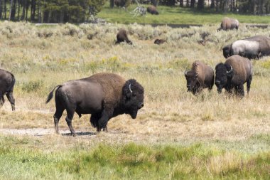 bizon Wyoming Yellowstone Milli Parkı'nda kürk değiştirmek