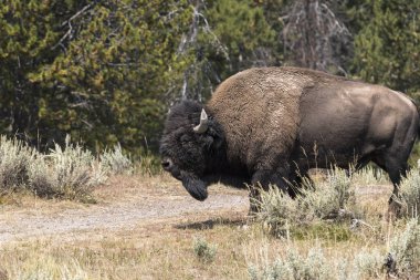 bizon Wyoming Yellowstone Milli Parkı'nda kürk değiştirmek