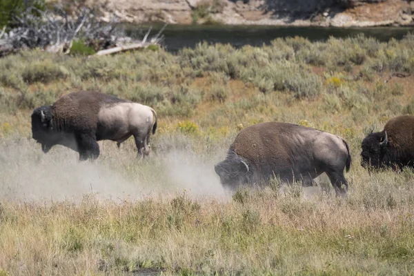 Bison Change Fur Yellowstone National Park Wyoming — стоковое фото
