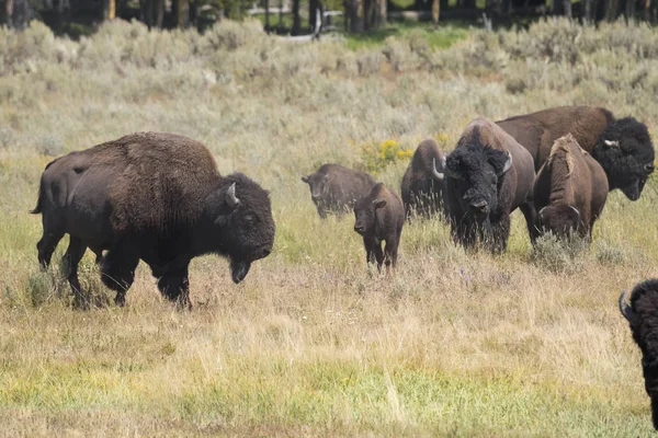 Bisões Mudam Pele Parque Nacional Yellowstone Wyoming — Fotografia de Stock