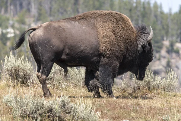 Bisões Mudam Pele Parque Nacional Yellowstone Wyoming — Fotografia de Stock
