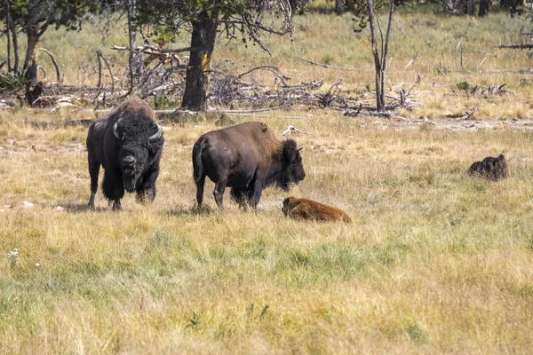 Bisões Mudam Pele Parque Nacional Yellowstone Wyoming — Fotografia de Stock