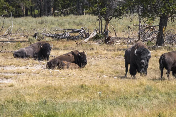 Bison Change Fur Yellowstone National Park Wyoming — стоковое фото