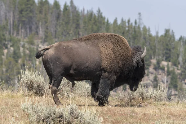 Bisonte Cambiare Pelliccia Nel Parco Nazionale Yellowstone Wyoming — Foto Stock