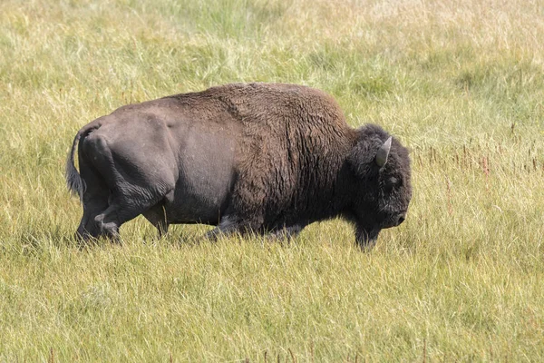 Bison Change Fur Yellowstone National Park Wyoming — стоковое фото