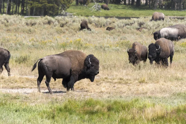 Bisões Mudam Pele Parque Nacional Yellowstone Wyoming — Fotografia de Stock