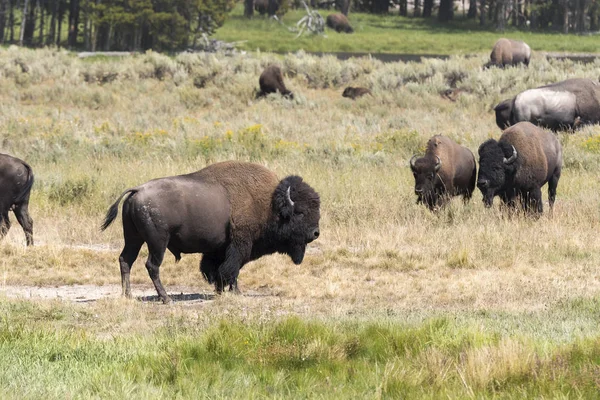 Bison Ändra Päls Yellowstone National Park Wyoming — Stockfoto