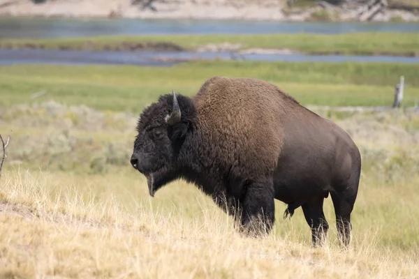 Bizon Wyoming Yellowstone Milli Parkı Nda Kürk Değiştirmek — Stok fotoğraf