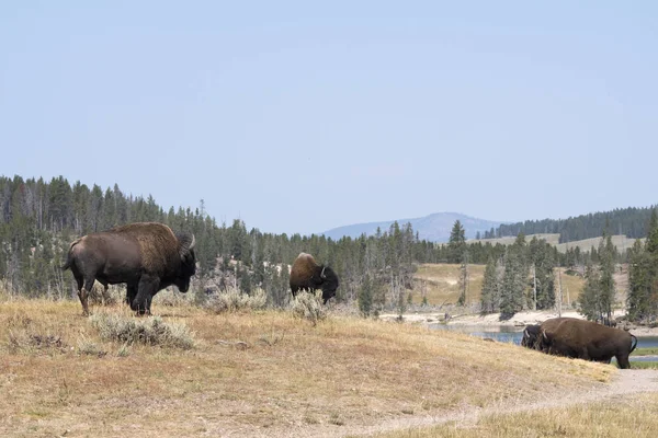 Bisonte Cambiare Pelliccia Nel Parco Nazionale Yellowstone Wyoming — Foto Stock