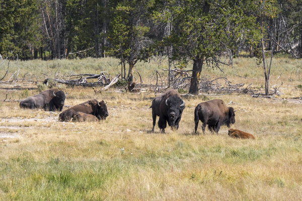 bison change the fur in Yellowstone National Park in Wyoming