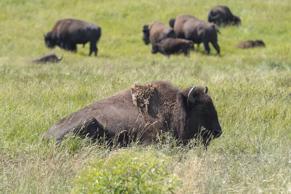 Bison Change Fourrure Dans Parc National Yellowstone Wyoming — Photo