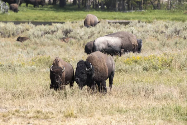 Bison Change Fur Yellowstone National Park Wyoming — Stock Photo, Image