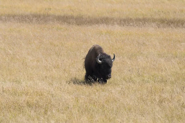 Wisente Wechseln Das Fell Yellowstone Nationalpark Wyoming — Stockfoto