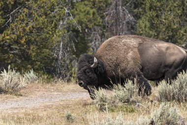 bizon Wyoming Yellowstone Milli Parkı'nda kürk değiştirmek