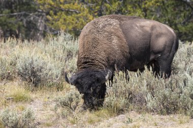bizon Wyoming Yellowstone Milli Parkı'nda kürk değiştirmek