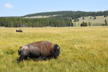 bizon Wyoming Yellowstone Milli Parkı'nda kürk değiştirmek