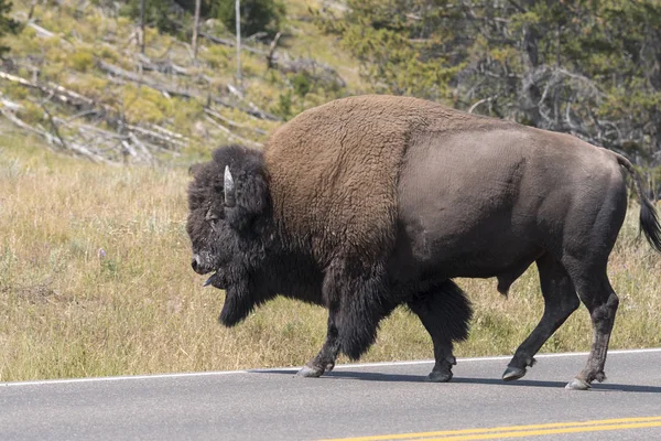 Bison Change Fur Yellowstone National Park Wyoming — Stock Photo, Image