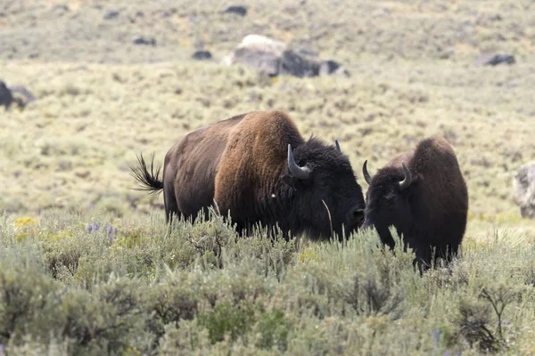 Wisente Wechseln Das Fell Yellowstone Nationalpark Wyoming — Stockfoto