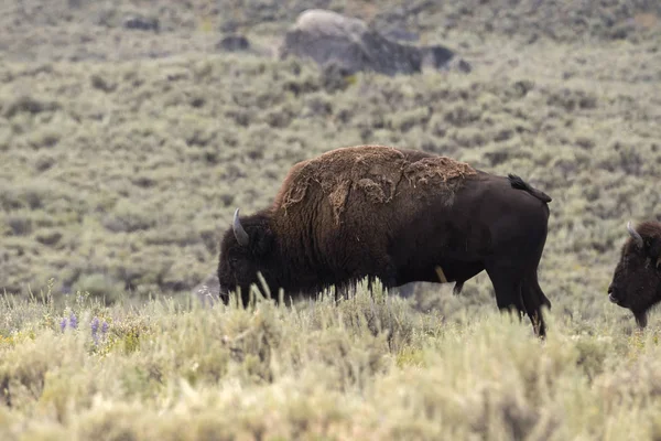 Bizon Wyoming Yellowstone Milli Parkı Nda Kürk Değiştirmek — Stok fotoğraf