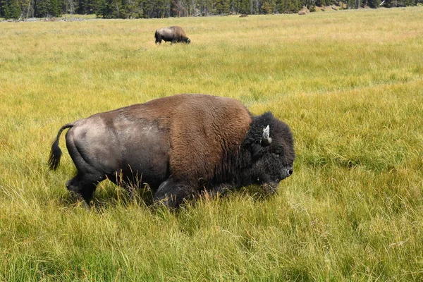 Bisonte Cambiare Pelliccia Nel Parco Nazionale Yellowstone Wyoming — Foto Stock