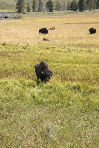 Bisões Mudam Pele Parque Nacional Yellowstone Wyoming — Fotografia de Stock