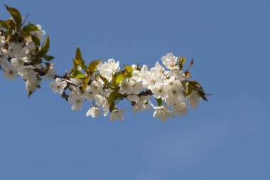 İtalya'da ilkbaharda çiçek açan bir kiraz ağacı tozlaşma böcekler