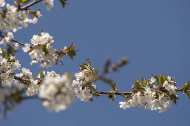 İtalya'da ilkbaharda çiçek açan bir kiraz ağacı tozlaşma böcekler