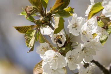 İtalya'da ilkbaharda çiçek açan bir kiraz ağacı tozlaşma böcekler