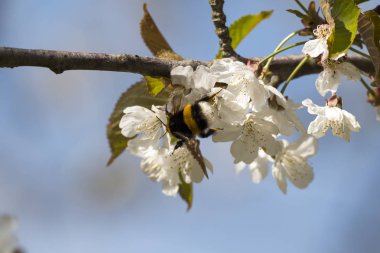 İtalya'da ilkbaharda çiçek açan bir kiraz ağacı tozlaşma böcekler