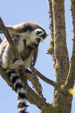Bir ağaç üzerinde göbek asılı köpek yavrusu ile Lemur çifti