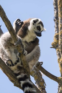 Bir ağaç üzerinde göbek asılı köpek yavrusu ile Lemur çifti