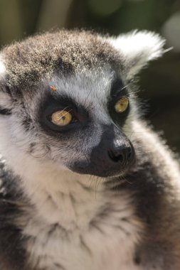 ağaçta yerken lemur Madagaskar
