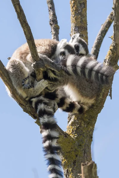 Lemur Par Med Valp Hängande Från Magen Ett Träd — Stockfoto