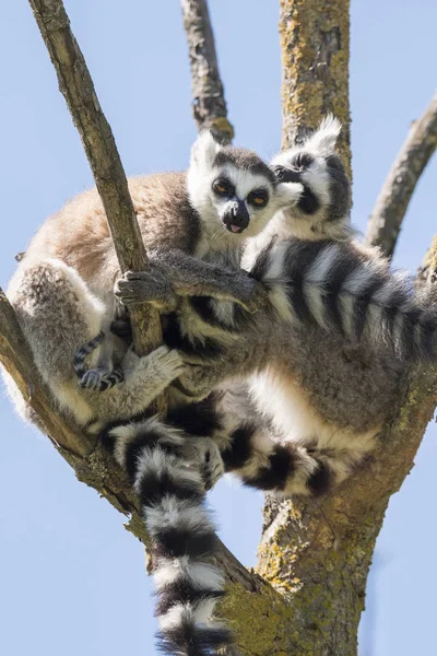 Pareja Lemur Con Cachorro Colgando Del Vientre Árbol — Foto de Stock