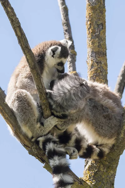 Lemur Par Med Valp Hängande Från Magen Ett Träd — Stockfoto