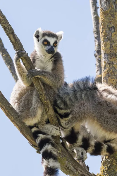 Pareja Lemur Con Cachorro Colgando Del Vientre Árbol — Foto de Stock