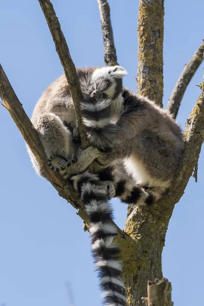 Lemur Par Med Valp Hängande Från Magen Ett Träd — Stockfoto